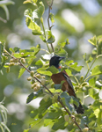 Orchard Oriole 8107